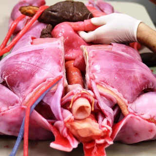 Illustration for article titled This freakish skinless body is actually a synthetic human cadaver